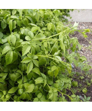 Bylina dlouhověkosti - Jiaogulan Gynostemma P9/C1