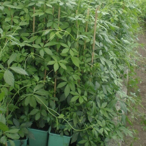 Bylina dlouhověkosti - Jiaogulan Gynostemma P9/C1