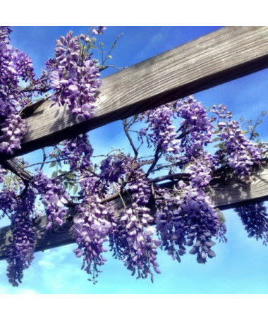 Čínská wisteria MODRO-FIALOVÁ květináč, 4L