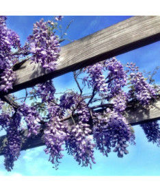 Čínská wisteria MODRO-FIALOVÁ květináč, 4L