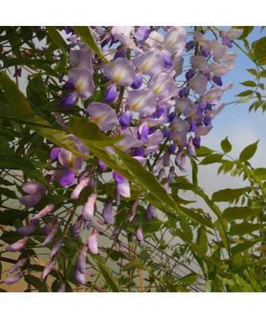 Čínská wisteria MODRO-FIALOVÁ květináč, 4L