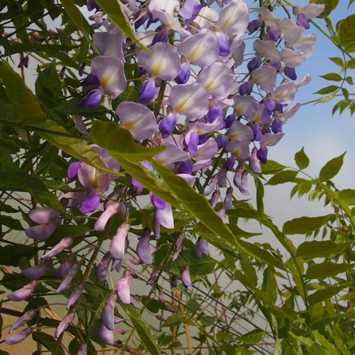 Čínská wisteria MODRO-FIALOVÁ květináč, 4L