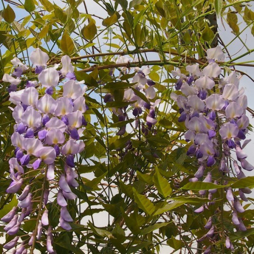 Čínská wisteria MODRO-FIALOVÁ květináč, 4L