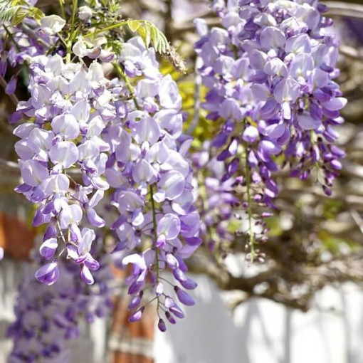Čínská wisteria MODRO-FIALOVÁ květináč, 4L