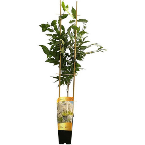 Čínská vistárie Alba jednotlivá,  2l