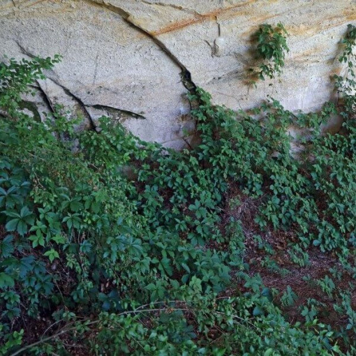 Loubinec hustý jednotlivý, 2L