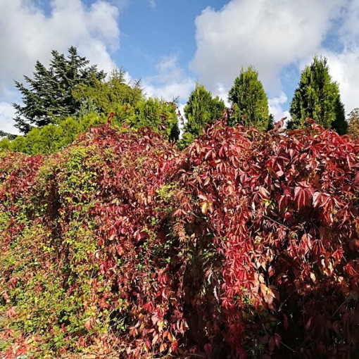 Loubinec hustý P9/C1