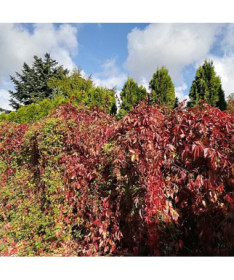 Loubinec hustý P9/C1