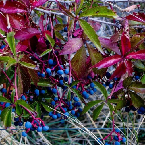 Loubinec hustý P9/C1