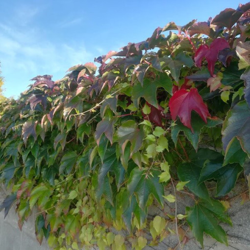 Trojlistý břečťan 'Veitchii' P9/C1