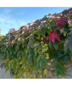 Trojlistý břečťan 'Veitchii' P9/C1