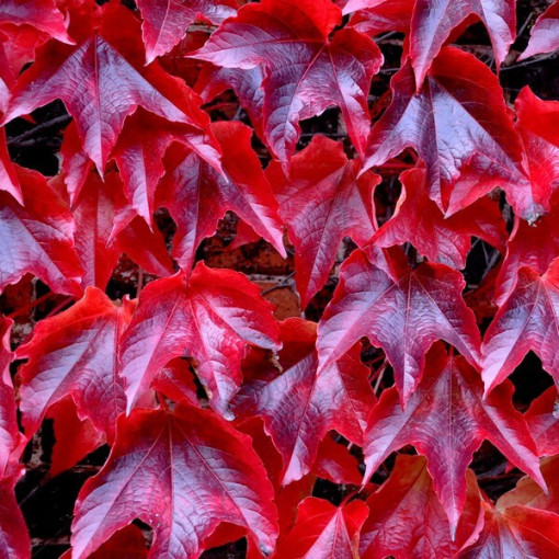 Trojlistý břečťan 'Veitchii' P9/C1