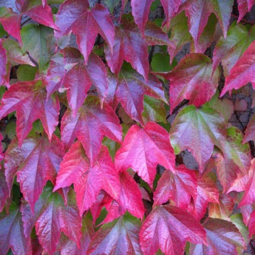 Plamenník trojlaločný 'Veitchii' 2L květináč