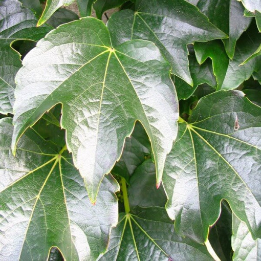 Plamenník trojlaločný 'Veitchii' 2L květináč