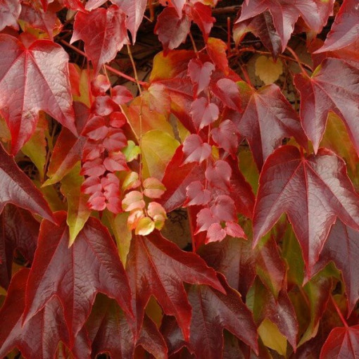 Plamenník trojlaločný 'Veitchii' 2L květináč