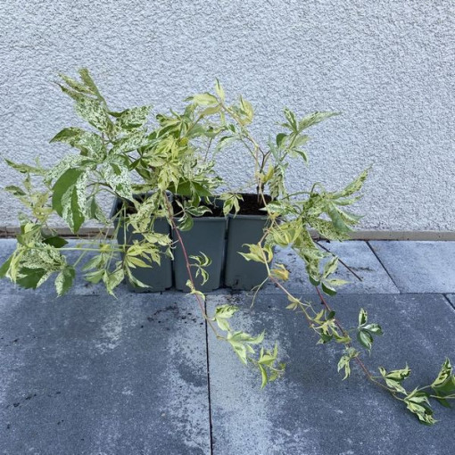 Pnoucí břečťan Star Showers (pětilaločná) P9/C1