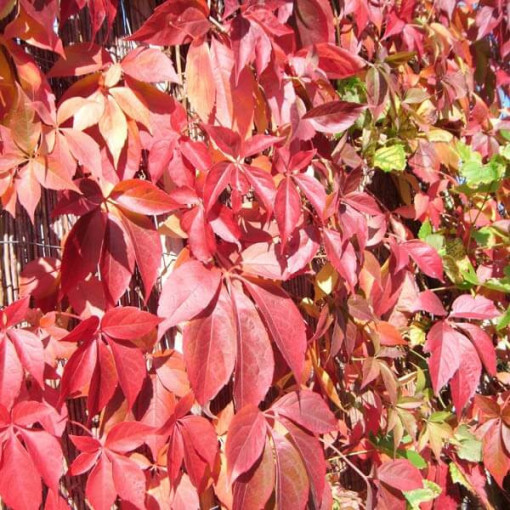 Pnoucí břečťan Murorum (pětilaločná) květináč, 2L