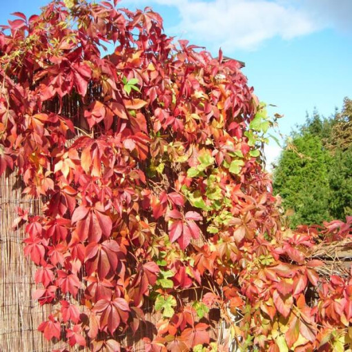 Pnoucí břečťan Murorum (pětilaločná) P9/C1