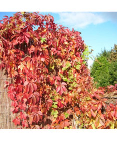 Pnoucí břečťan Murorum (pětilaločná) P9/C1