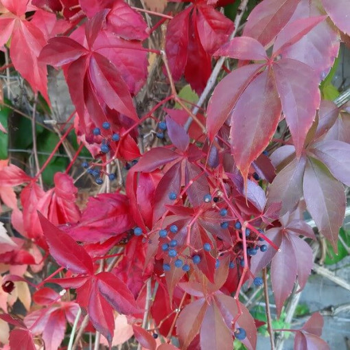 Pnoucí břečťan Murorum (pětilaločná) P9/C1