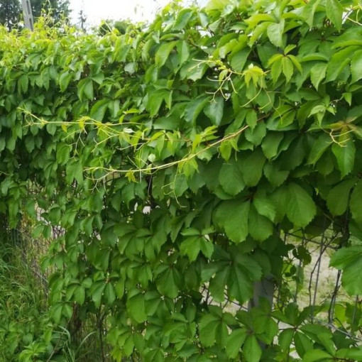 Pnoucí břečťan (pětilaločná) Troki P9/C1