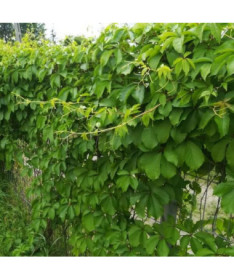 Pnoucí břečťan (pětilaločná) Troki P9/C1