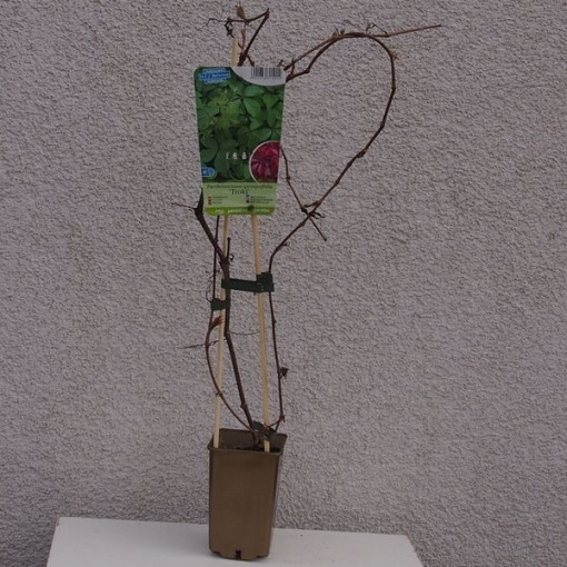 Pnoucí břečťan (pětilaločná) Troki P9/C1