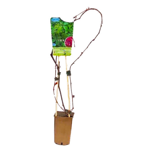 Pnoucí břečťan (pětilaločná) Troki P9/C1