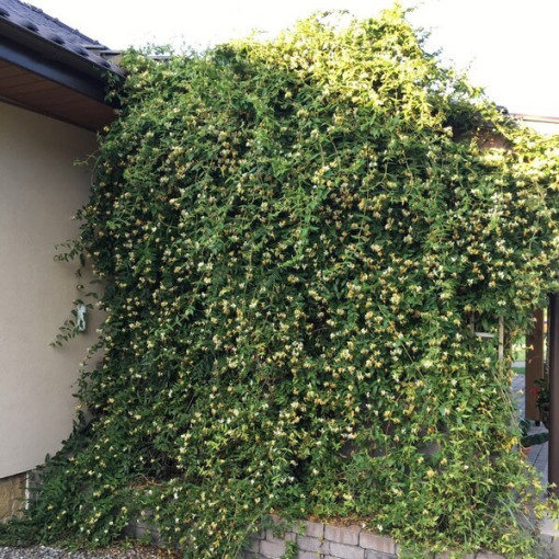 Zimolez ostrý VĚČNĚ ZELENÝ 2L nádoba