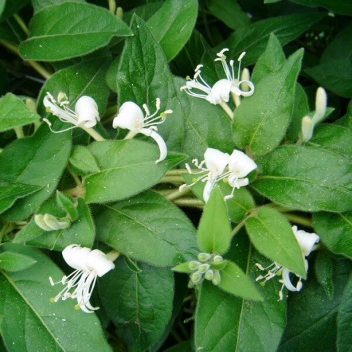 Zimolez ostrý VĚČNĚ ZELENÝ 2L nádoba