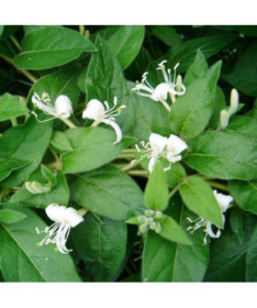 Zimolez ostrý VĚČNĚ ZELENÝ P9/C1