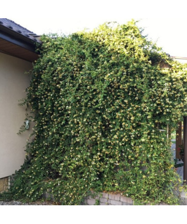 Zimolez ostrý VĚČNĚ ZELENÝ P9/C1