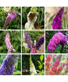 Sada 4 ks - Buddleia v květináčích P9/C1