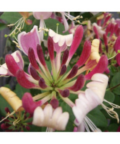 Pobřežní zimolez Serotina VONNÝ květinárs, 2L