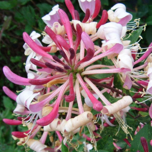 Zimolez pomorský 'Serotina' vonný, 4L květináč