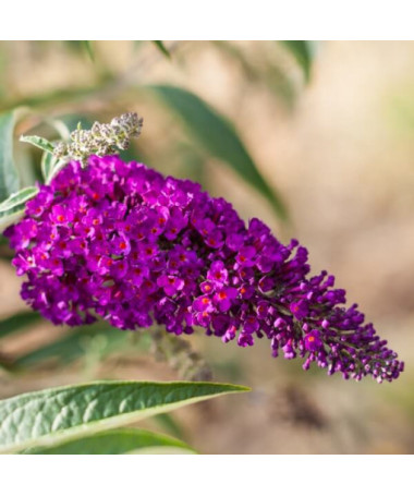 Sada 4 ks - Buddleia v květináčích P9/C1