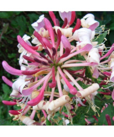 Zimolez pomorský 'Serotina' vonný P9/C1