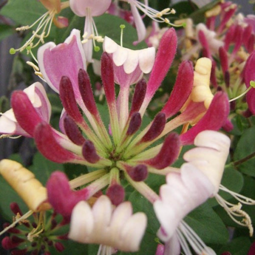 Zimolez pomorský 'Serotina' vonný P9/C1