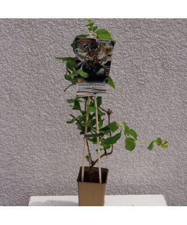 Zimolez vonný 'Pomorski' květináč, 2L