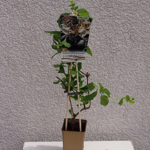 Zimolez vonný 'Pomorski' květináč, 2L