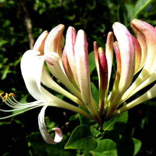 Zimolez vonný 'Pomorski' květináč, 2L