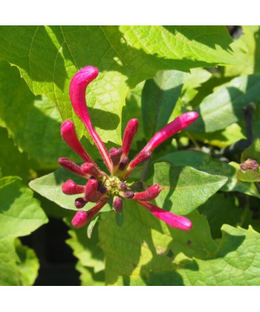 Zimolez Pomořanský 'Nowa Serotina' květináč, 4L