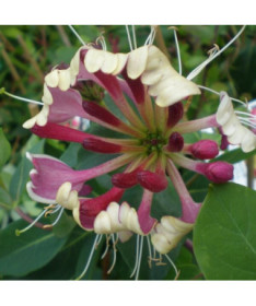 Zimolez pomorský 'Nova Serotina' 2L květináč