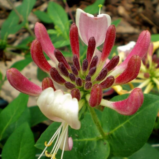 Pnoucí rostlina 'Nova Serotina' P9/C1