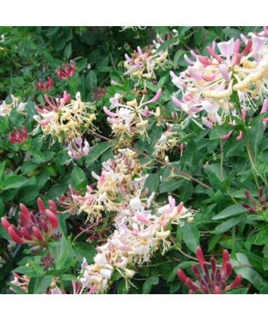 Pnoucí rostlina 'Nova Serotina' P9/C1