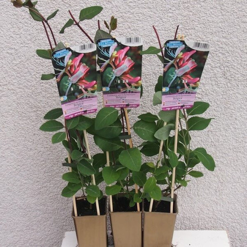 Wiciokrzew 'Belgica' MRAZUVZDORNÝ P9/C1