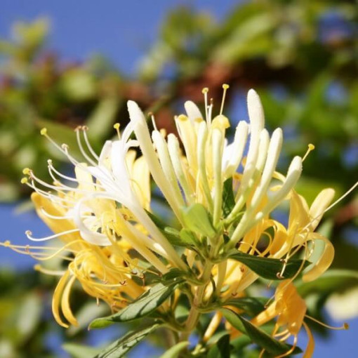 Japonský zimolez Halliana POLOSTÁLEZ zelený vonný květináč, 4L