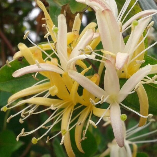 Japonský zimolez Halliana POLOSTÁLEZ zelený vonný květináč, 4L