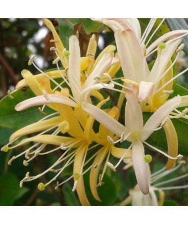 Japonský zimolez Halliana POLOSTÁLE ZELENÝ voňavý květináč, 2L