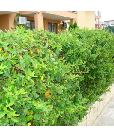 Japonský zimolez Halliana POLOSTÁLE ZELENÝ voňavý květináč, 2L